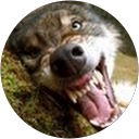 Robert Marshall profile picture