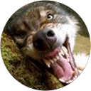Robert Marshall profile picture